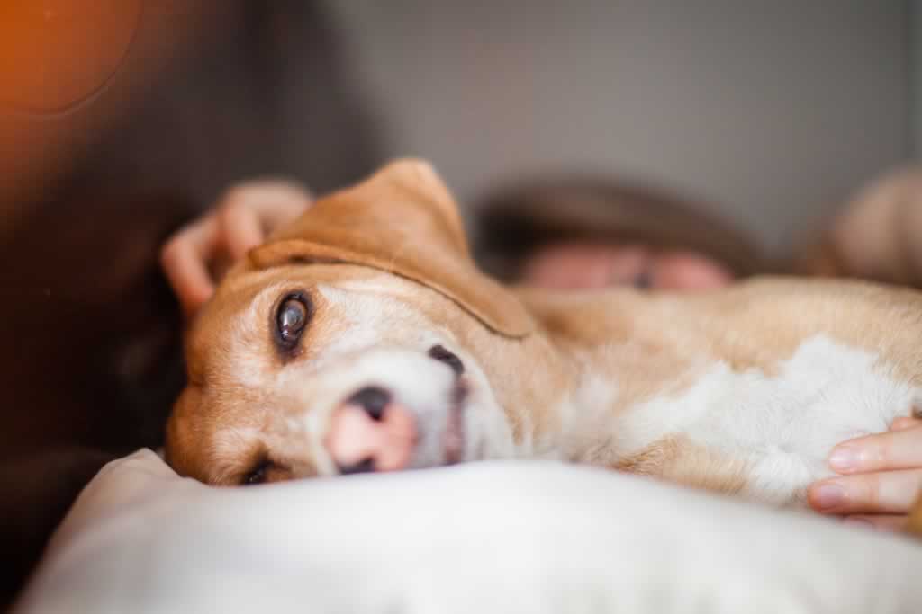My dog