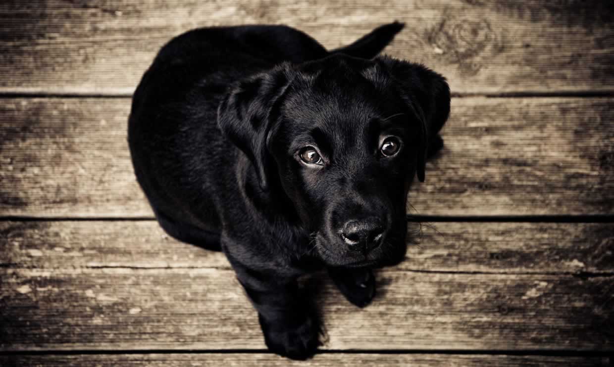 My dog