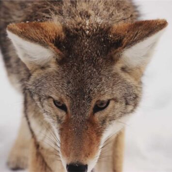 WolfmotherChirps, Trills, and Chirrups