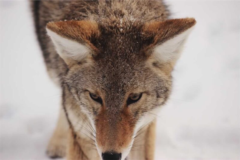 WolfmotherChirps, Trills, and Chirrups