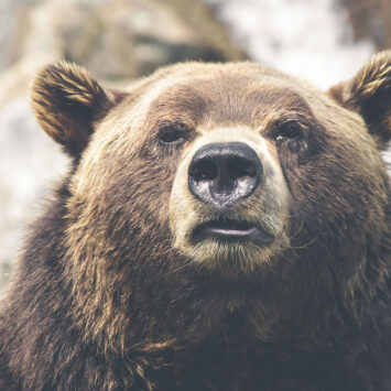 Weird bearTime after time