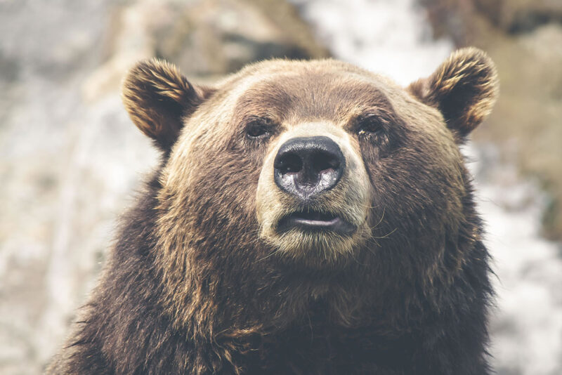 Weird bearTime after time