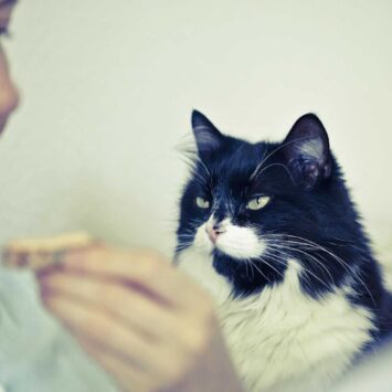 Cat hungry soundsChirps, Trills, and Chirrups