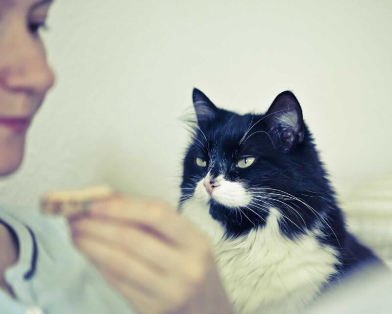 Cat hungry soundsChirps, Trills, and Chirrups